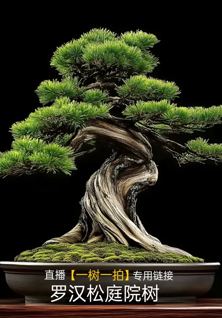 【一树一拍】造型罗汉松 盆栽 地栽 园艺  直播间专用预付链接