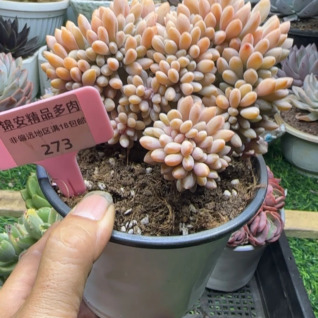 锦安精品多肉植物273