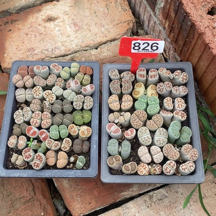 我****了生石花小苗826