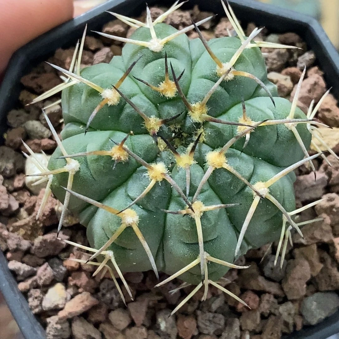 孤品实生特选株稀有八棱全复棱短趴刺天平4.4cm