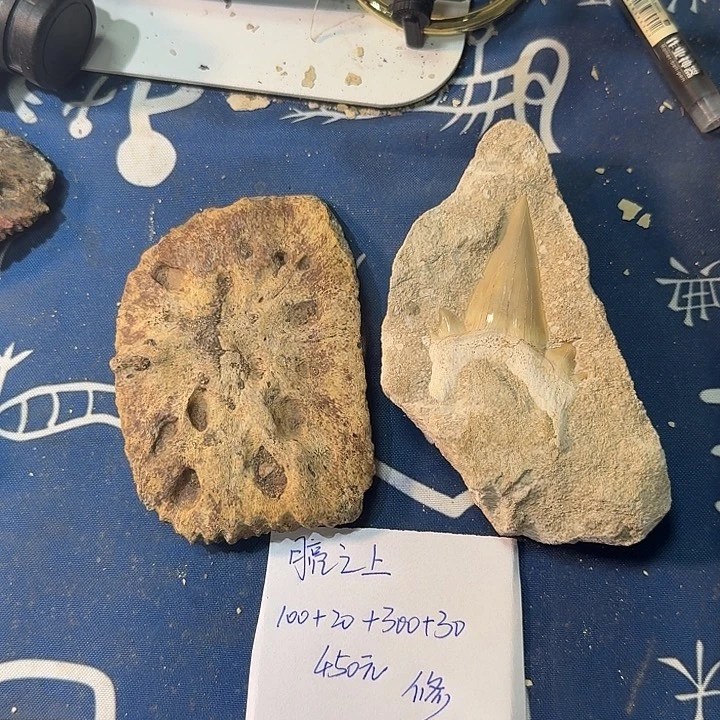 石楠木化石化石化石化石