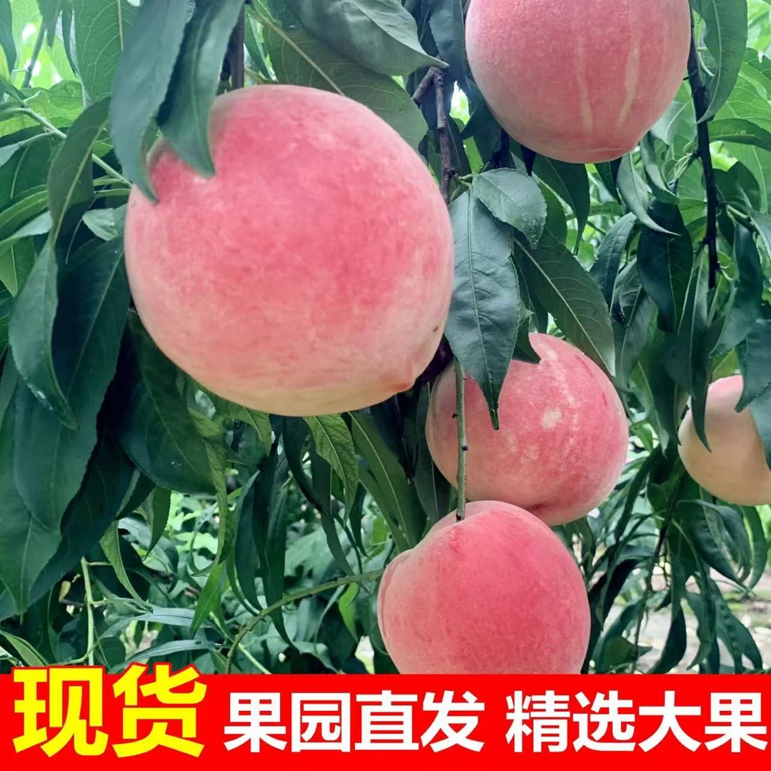 【大沙河】头茬现摘水蜜桃脆桃毛桃新鲜脆甜现摘现发