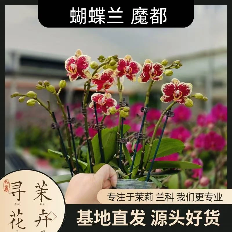 【蝴蝶兰 魔都】节日好礼 基地直销 名贵淡雅 室内花卉带花发货