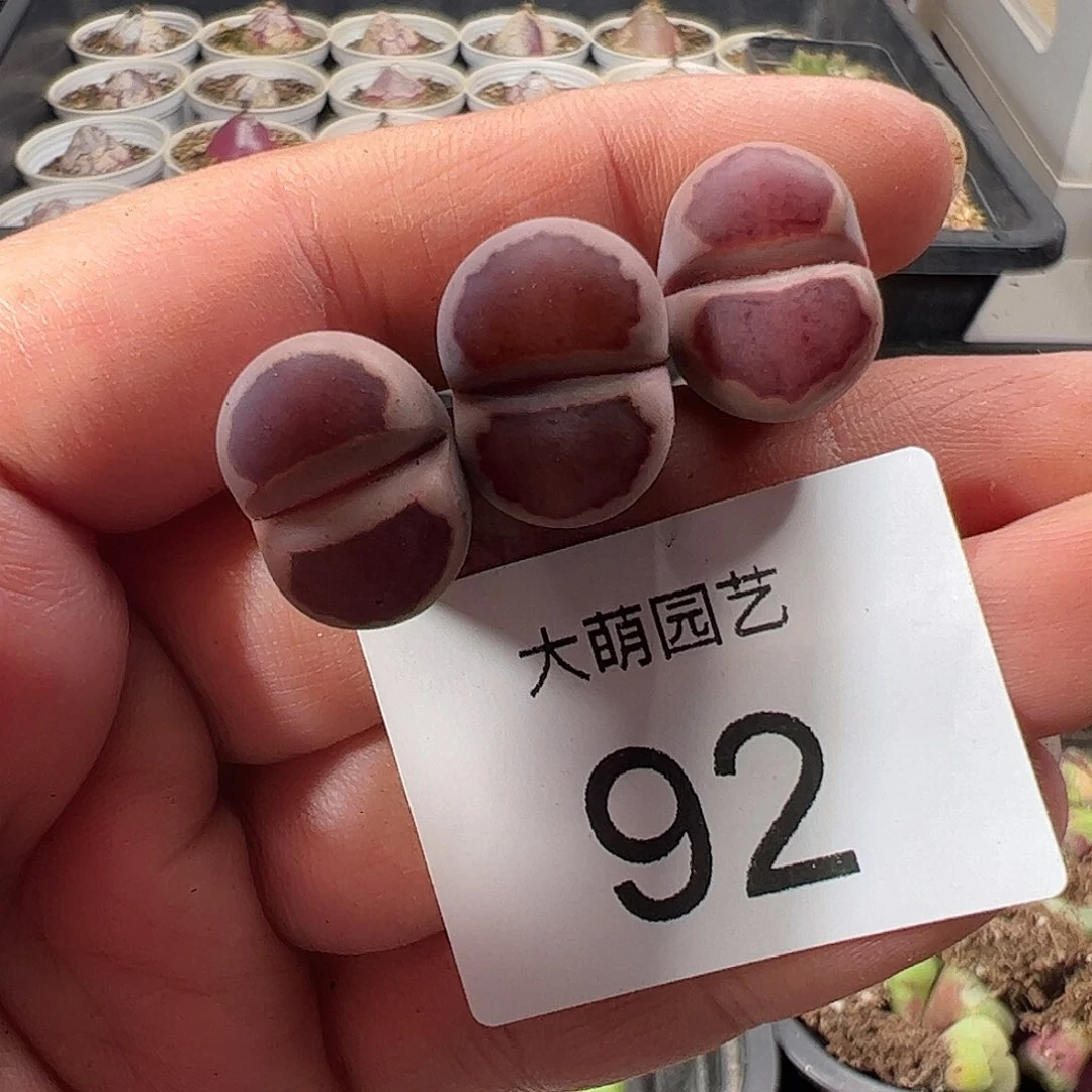 一物一拍。          92