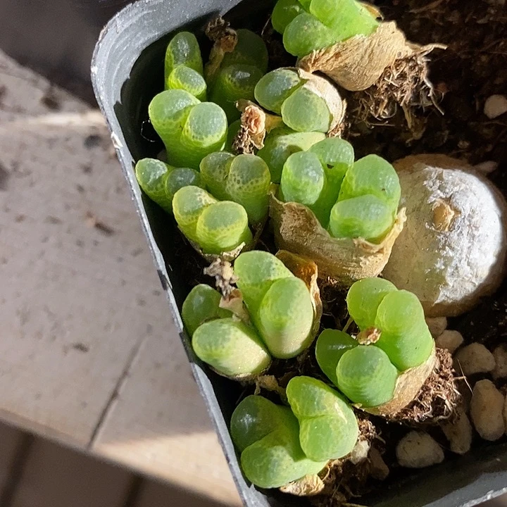 双头绿眼睛风铃一颗。