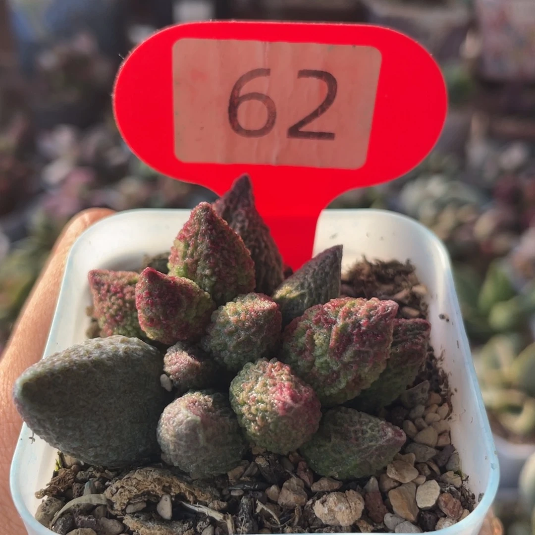 慈**心   补差价小换大