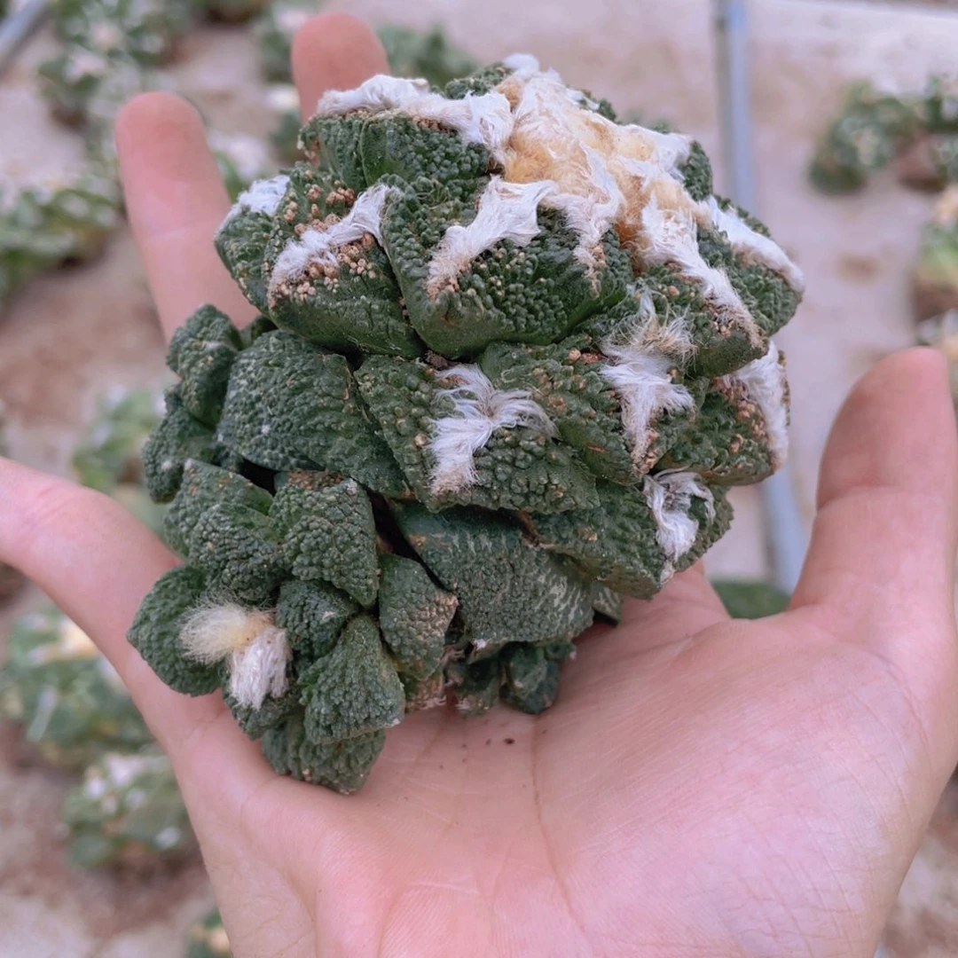 念***藏自根特价福利福利