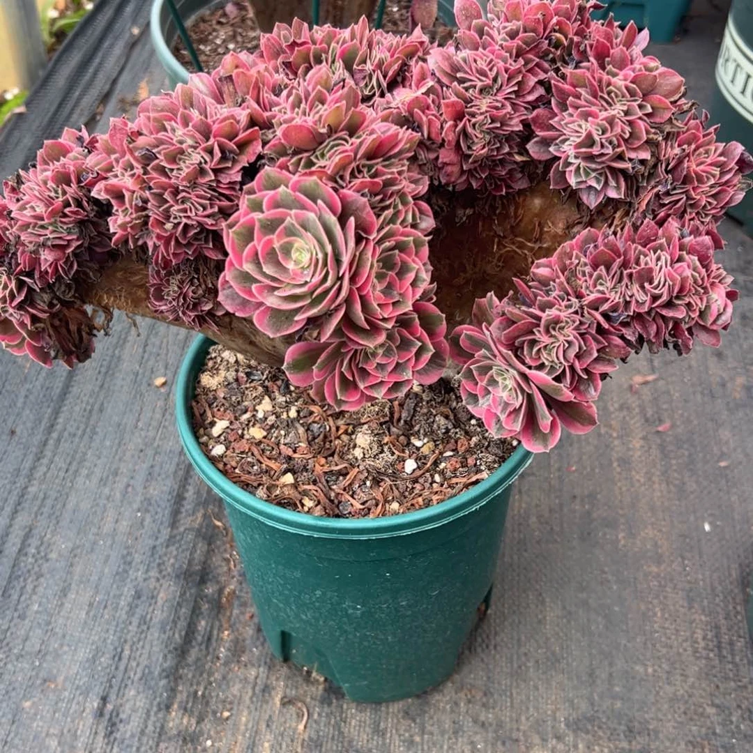 粉女郎缀化老桩厚板