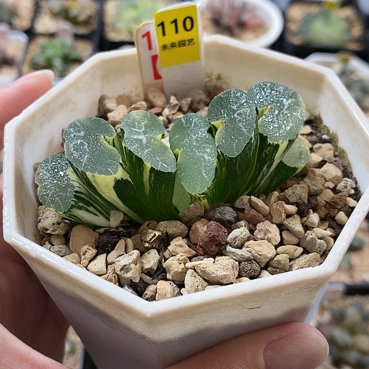 110大绳玉扇锦一物一拍