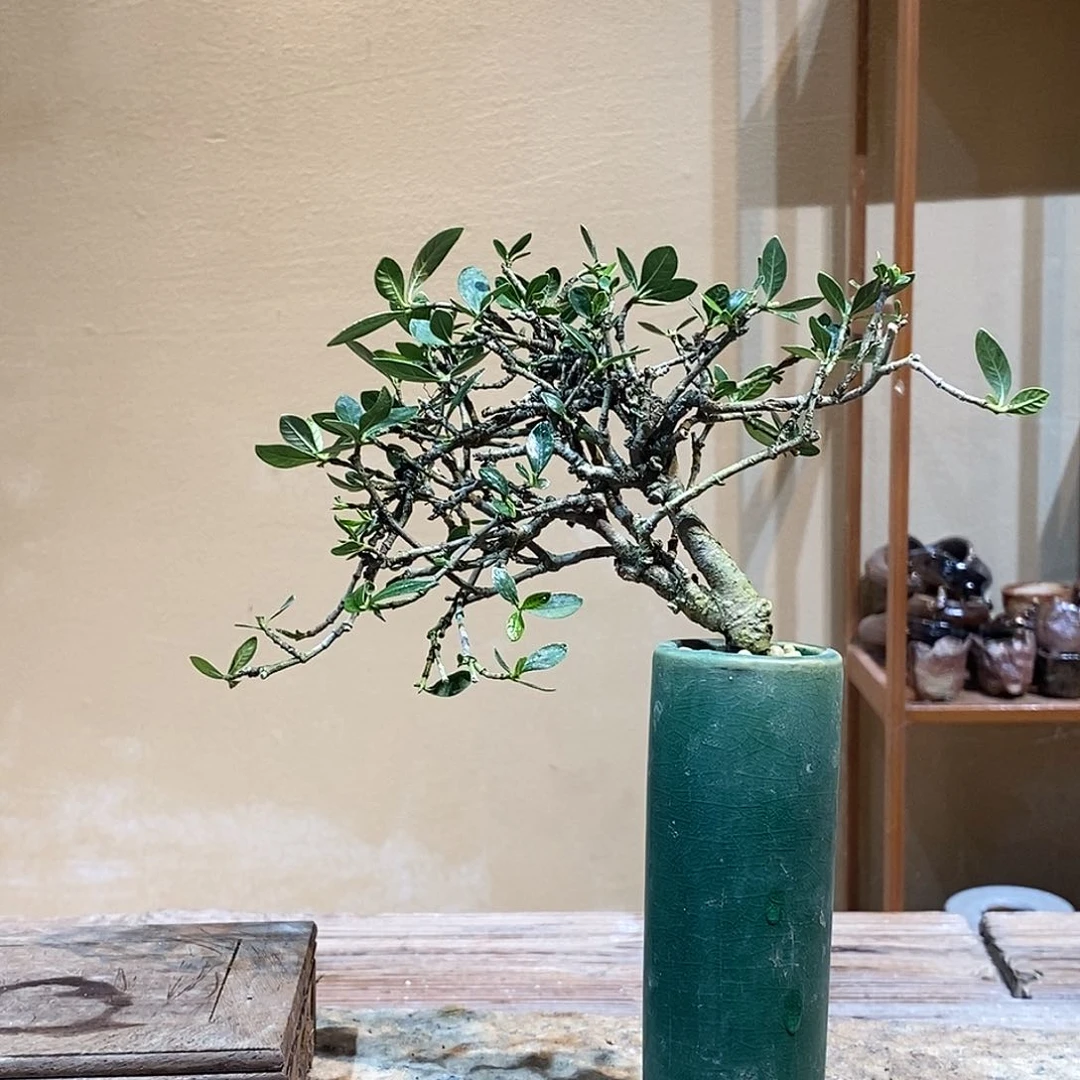 无花朵紫*栀子花