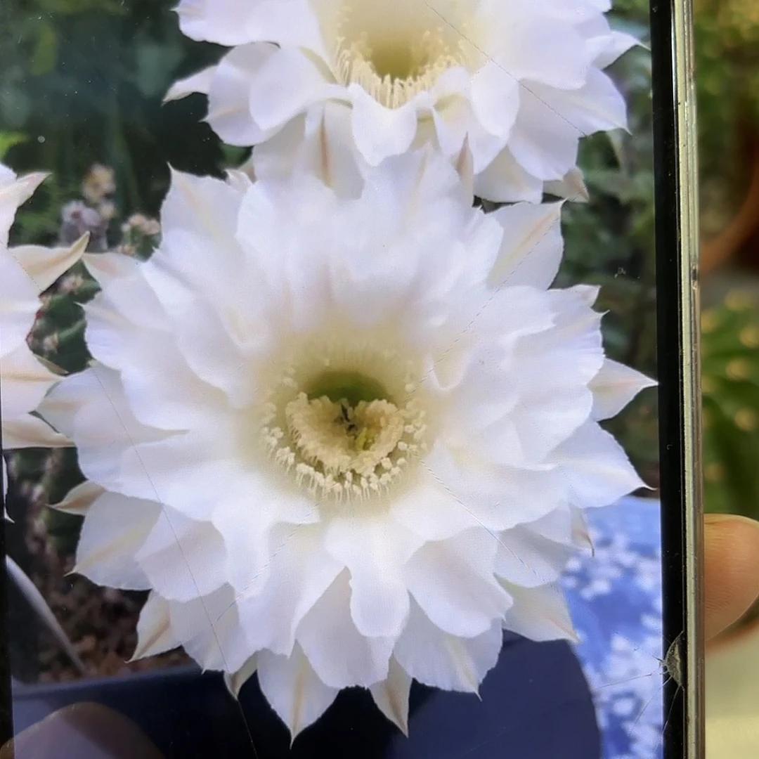 彩草青青天使7公分左右