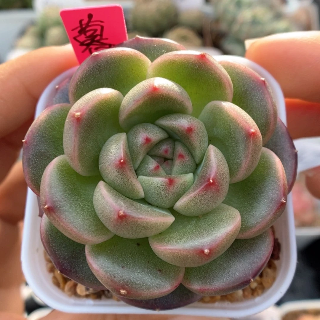 暮云新品可拍。