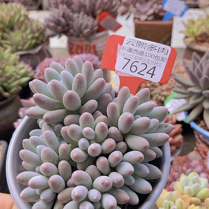 7624汤圆。
