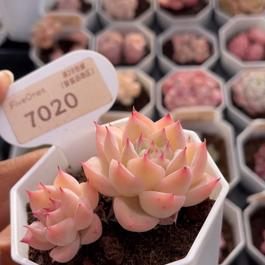 水晶玫瑰7020-6.5厘米
