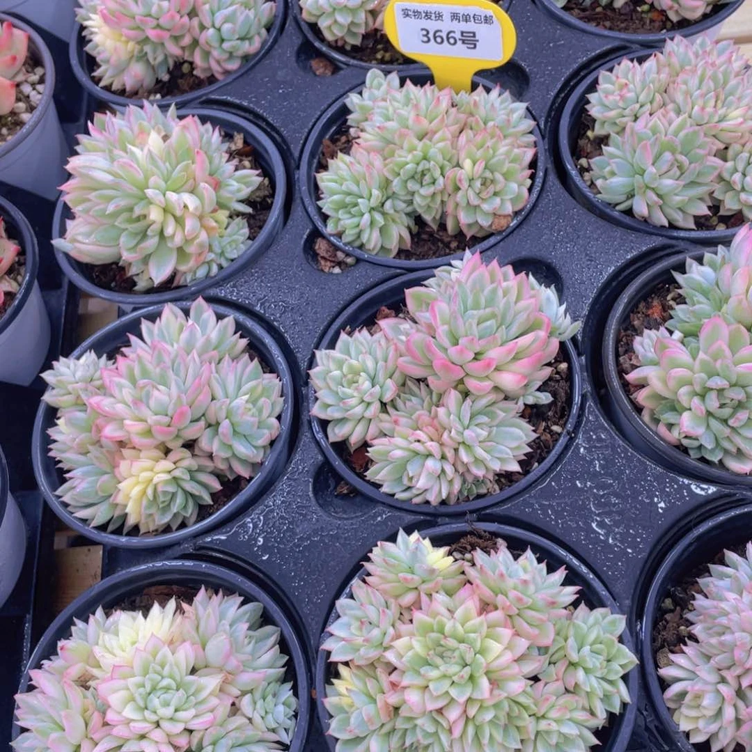 366号 精品捧花女雏锦多头群一个