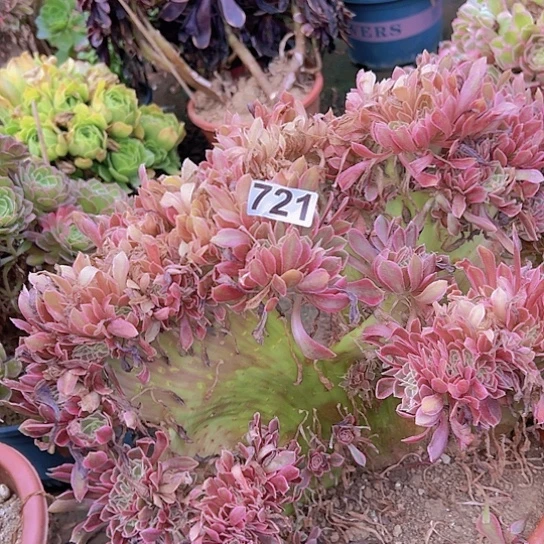 小***样多肉植物一个法师
