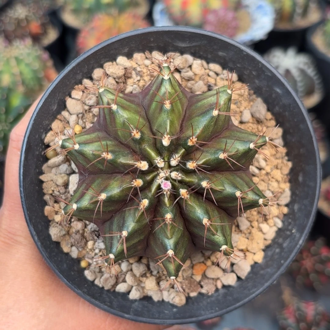 泰系晒伤米哈仙人球1000