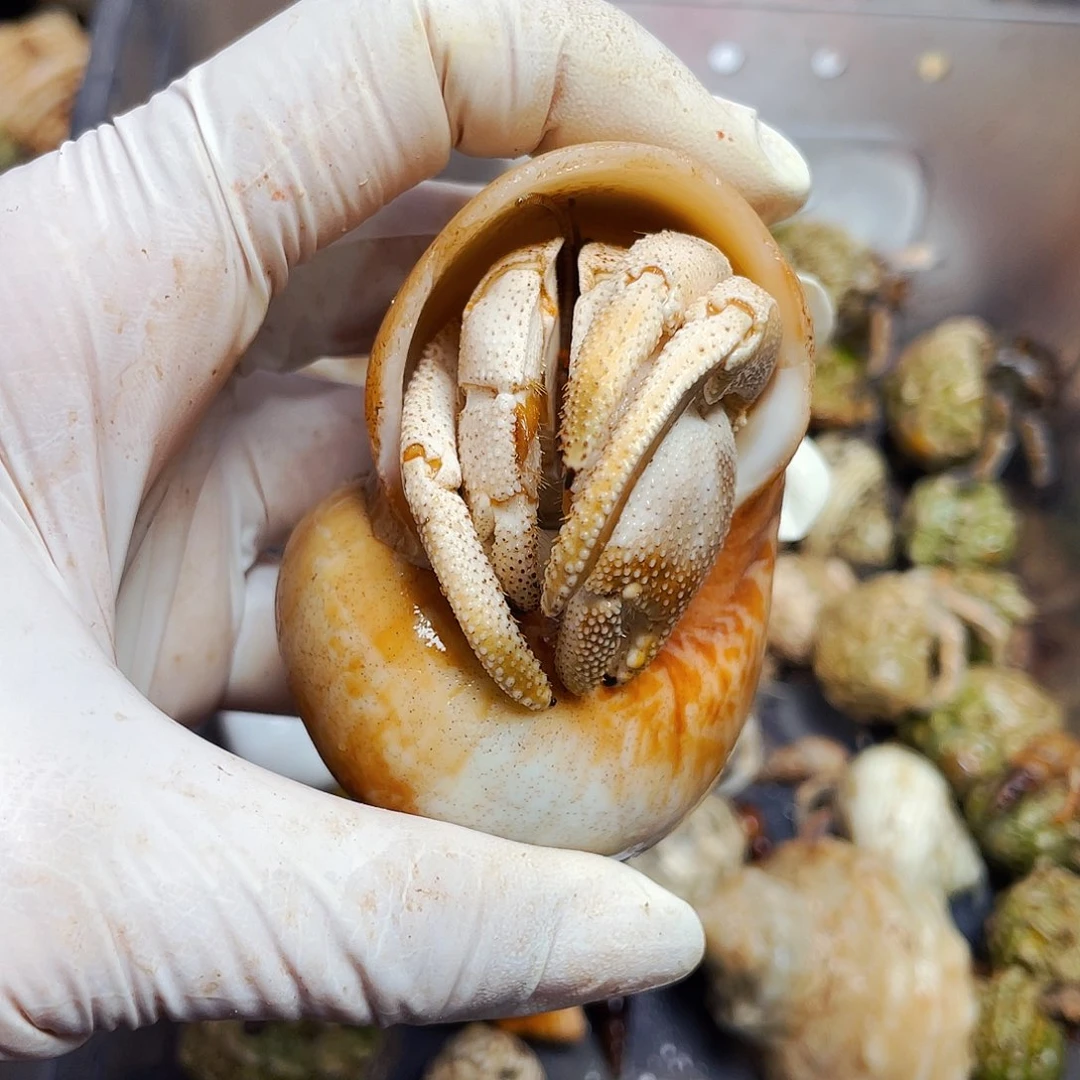杨****陌派有钳寄居蟹137