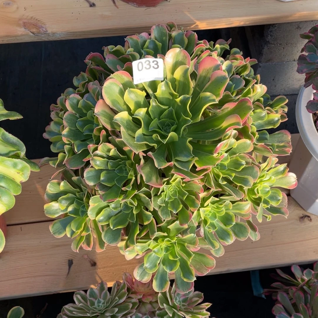 特斯拉老桩法师植物