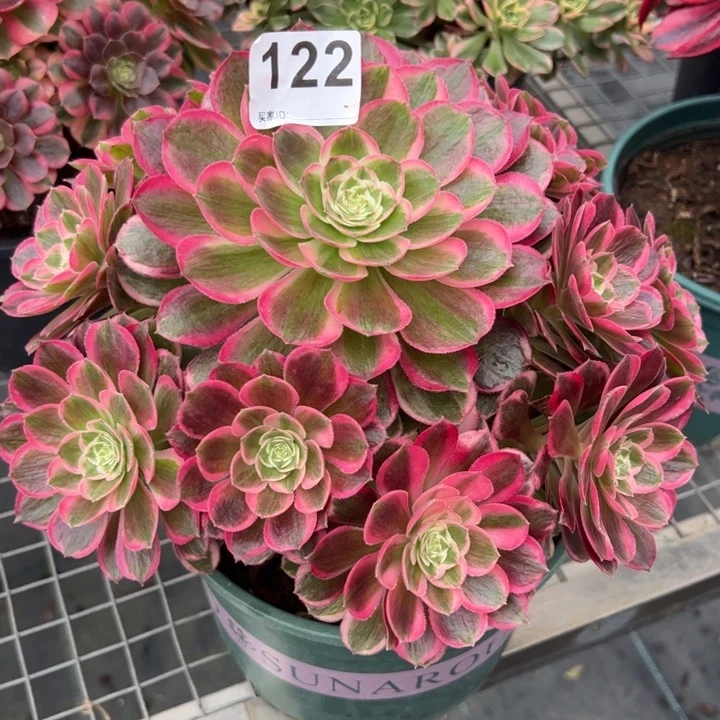 ❤️****122孔雀翎25厘米左右