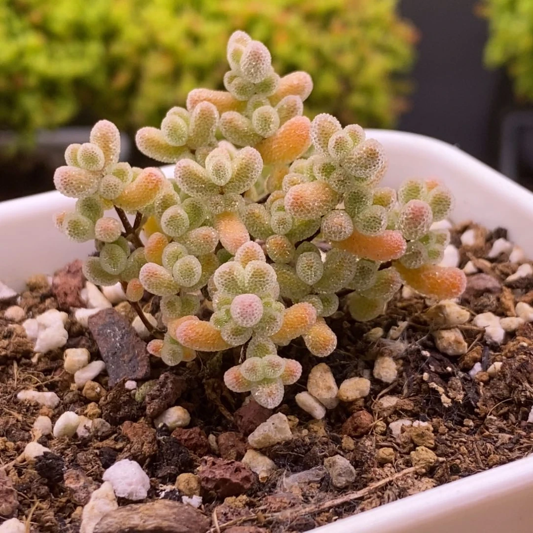 163实生粉冰晶。