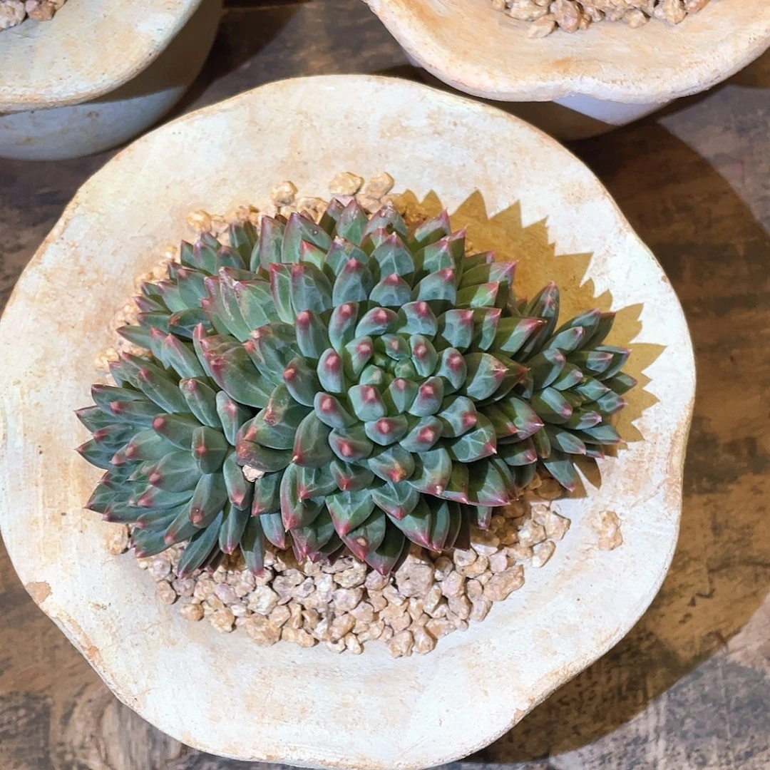 微***暖多肉植物一物一拍