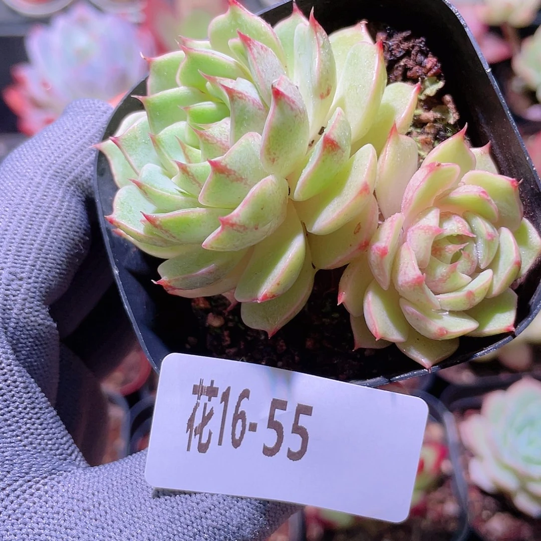 花利美16-55苯巴蒂斯