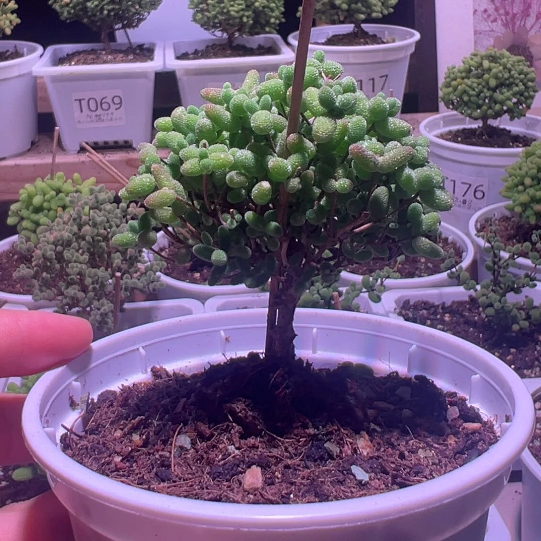 079 蜜橘带盆土发货一物一拍