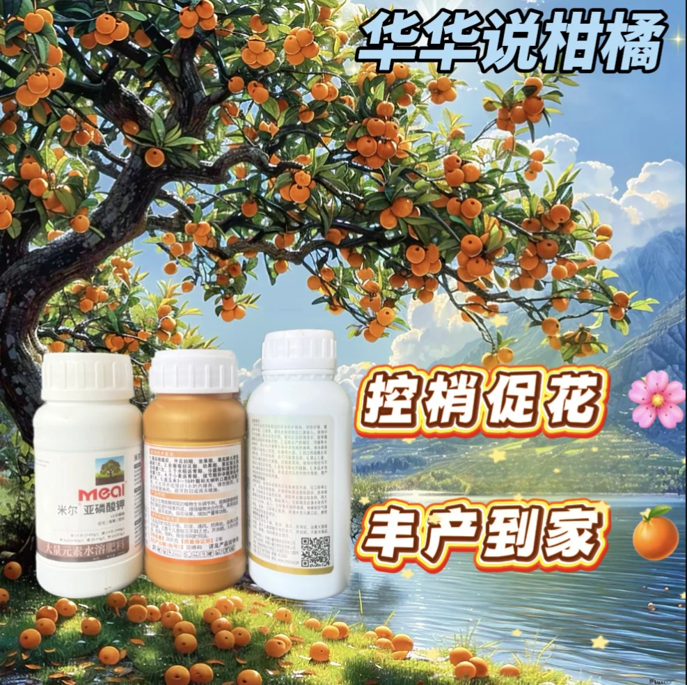柑橘控梢促花，促进花芽分化