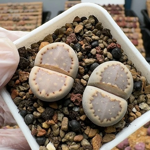 2673，171饼干脱土发货