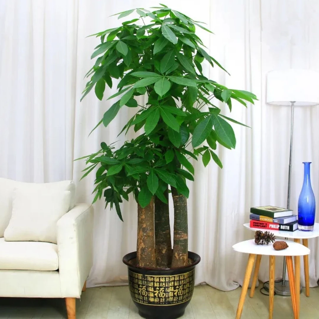 步步高发财树1.7-1.8米绿植盆栽原装盆送货上门，送客户送朋开业大吉