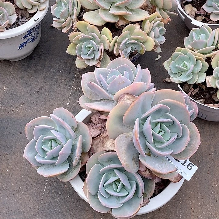 116。。。。。。。。。。。。。。