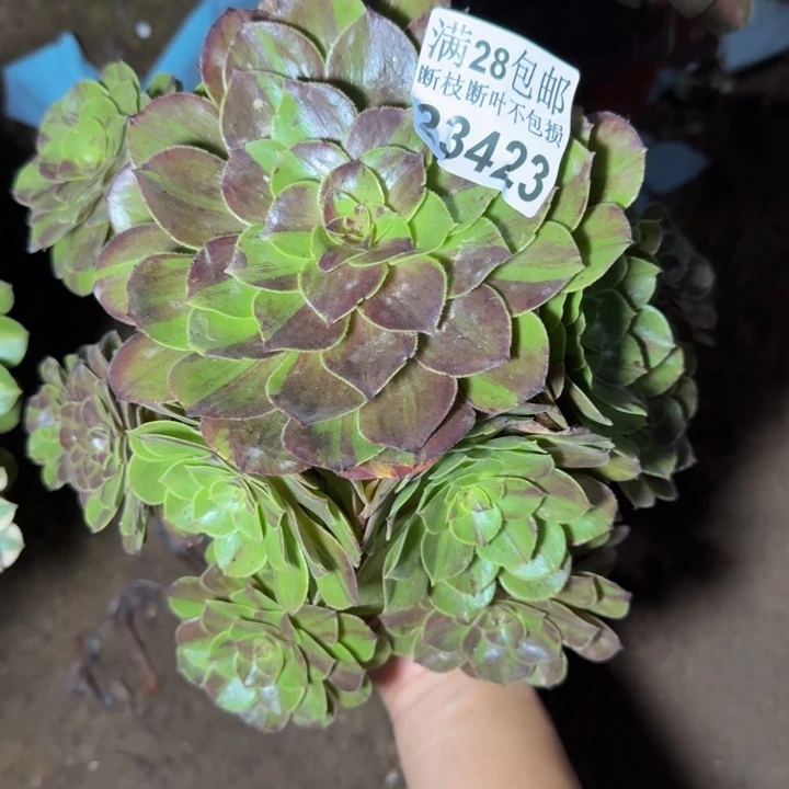 23423花月夜多肉植物