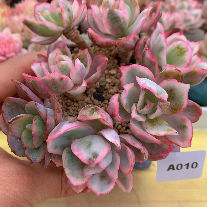 一物一拍满38包邮A010