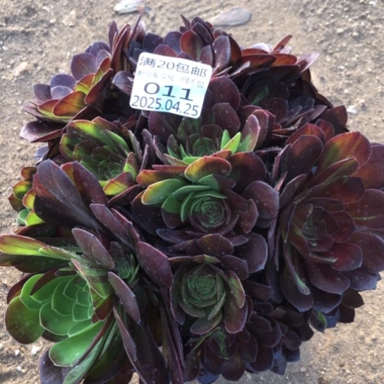 4.25-11花月夜多肉植物