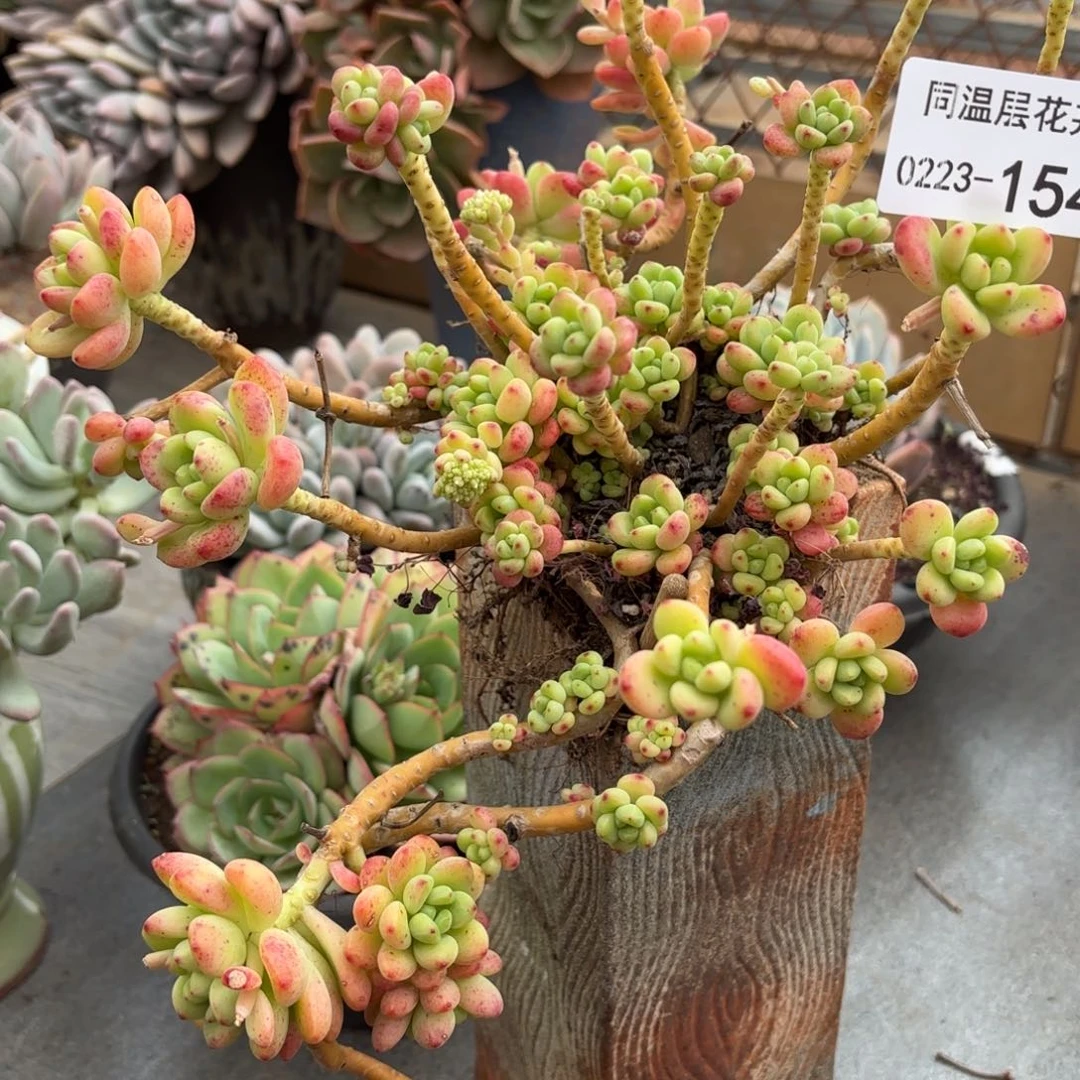 ^****^同温层多肉香格里拉154