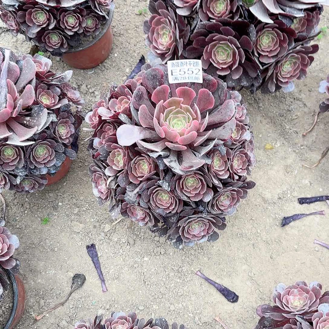 M. 552凤冠多肉1122