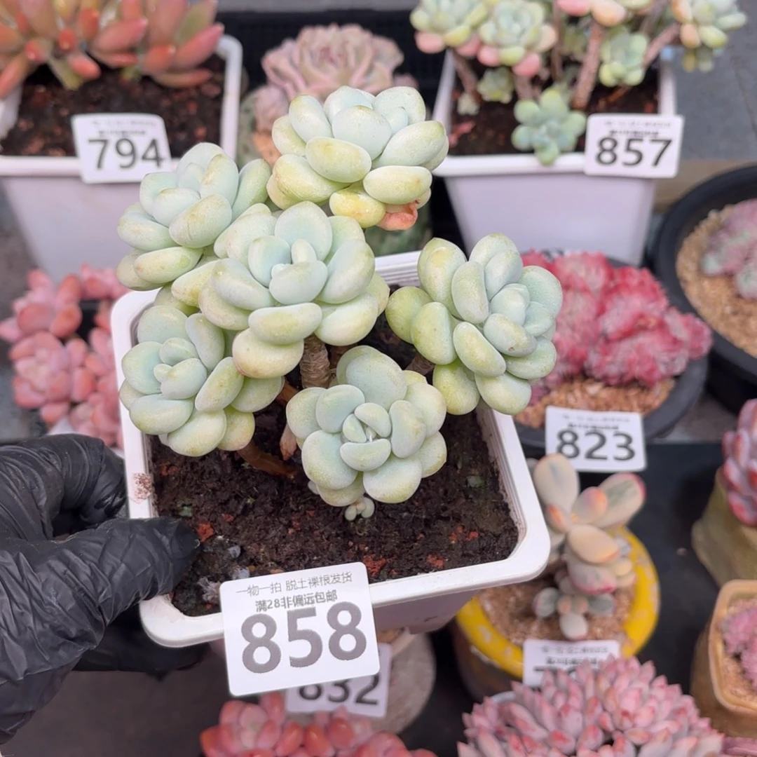 奶白糖无盆土发货