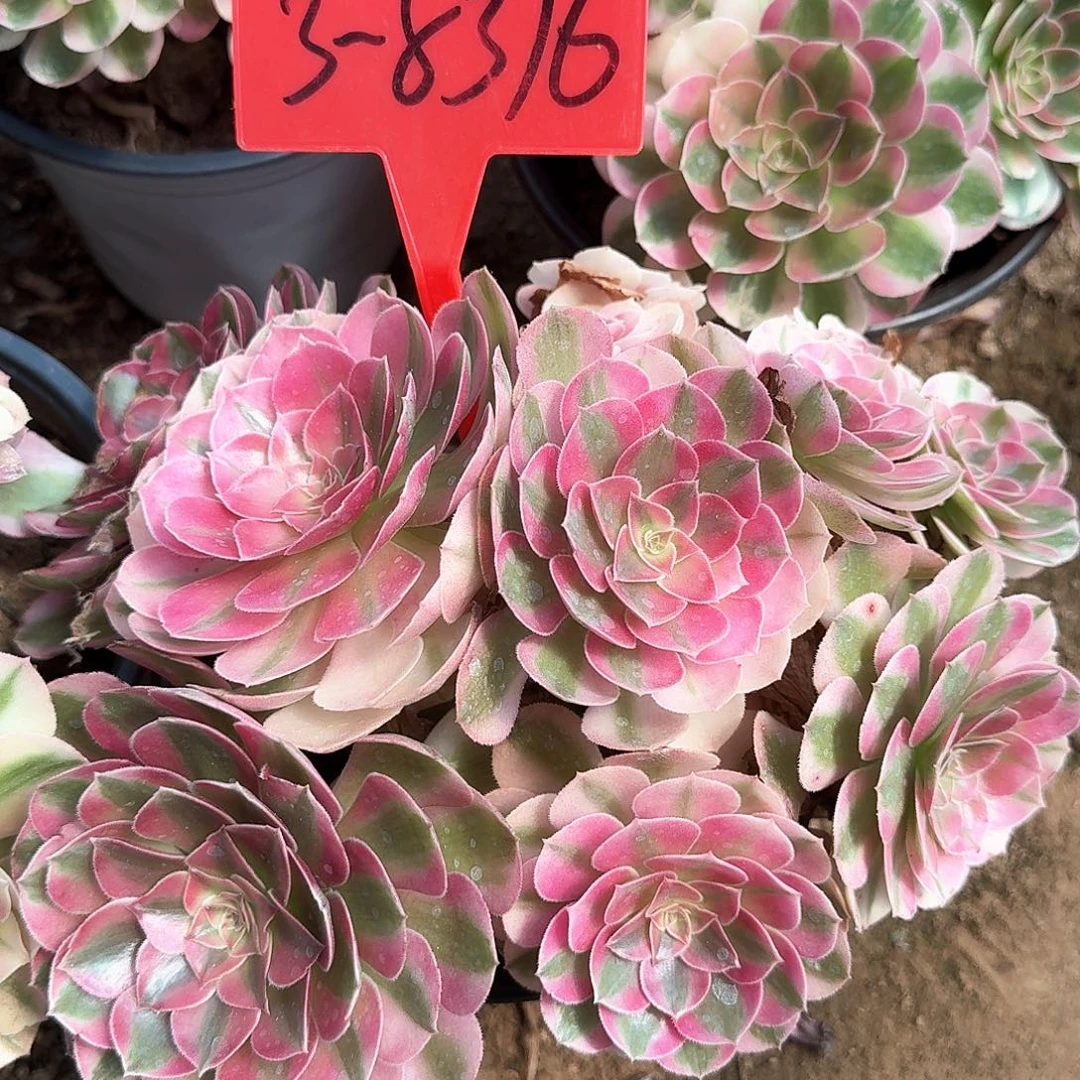 3-8316倾城多肉法师