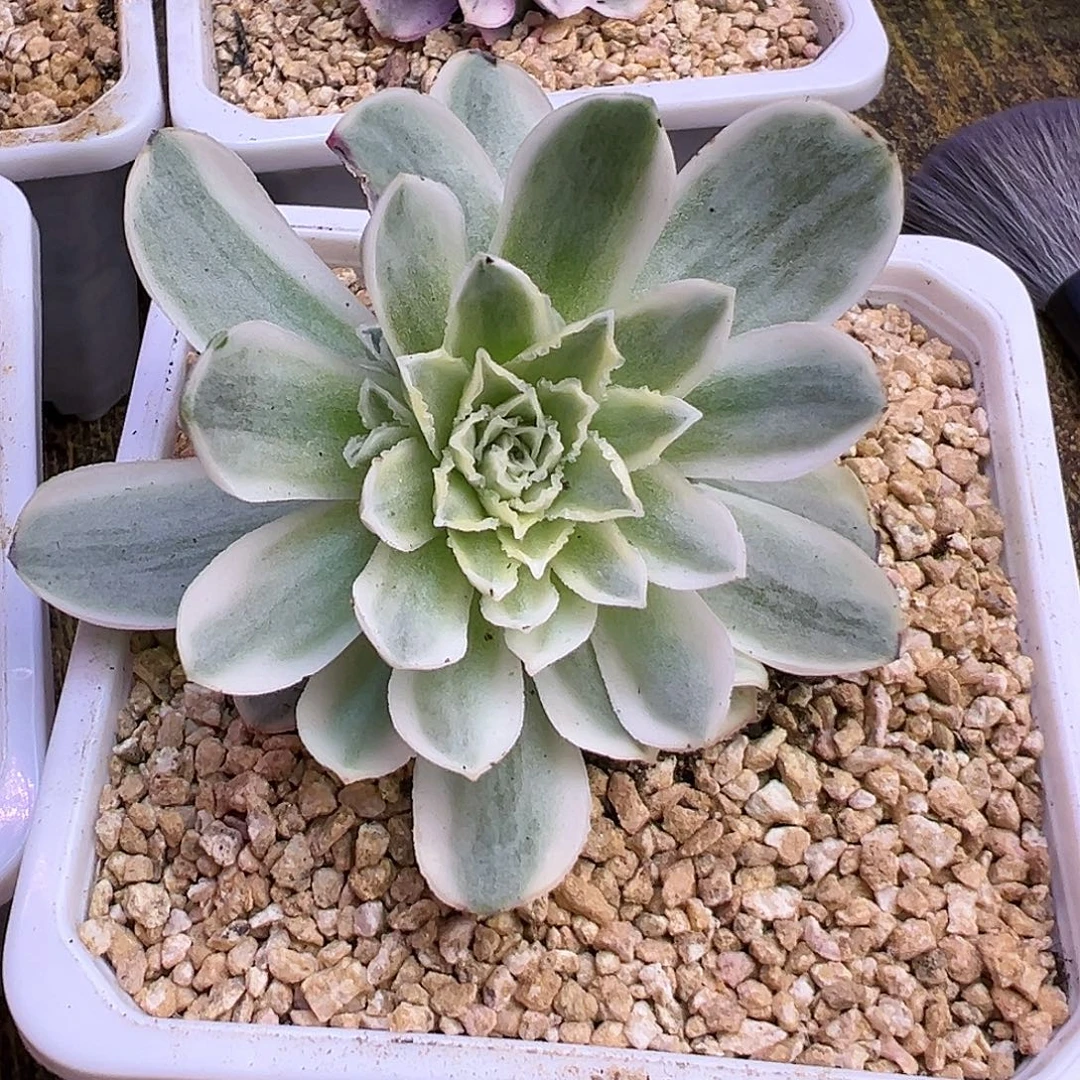 山地玫瑰锦秋夕103号