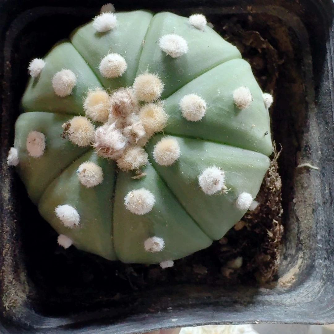 龙***223琉璃兜脱土发货