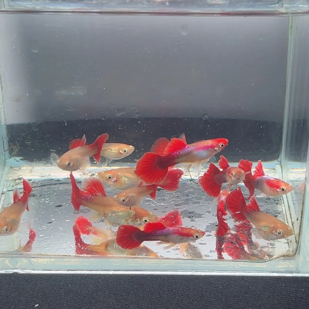 孔雀鱼黄化褶扇7条