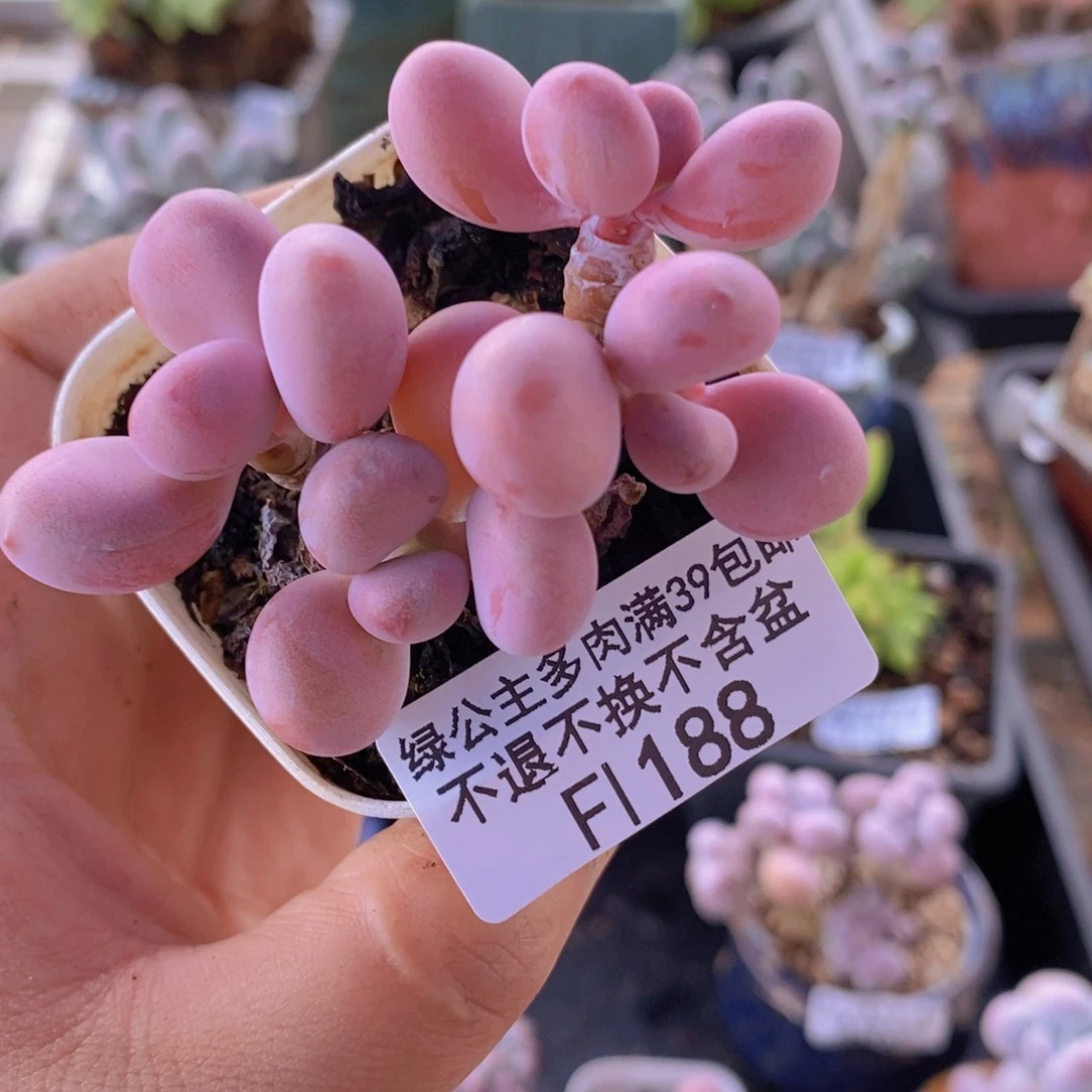 腰子桃蛋6cm188多肉植物