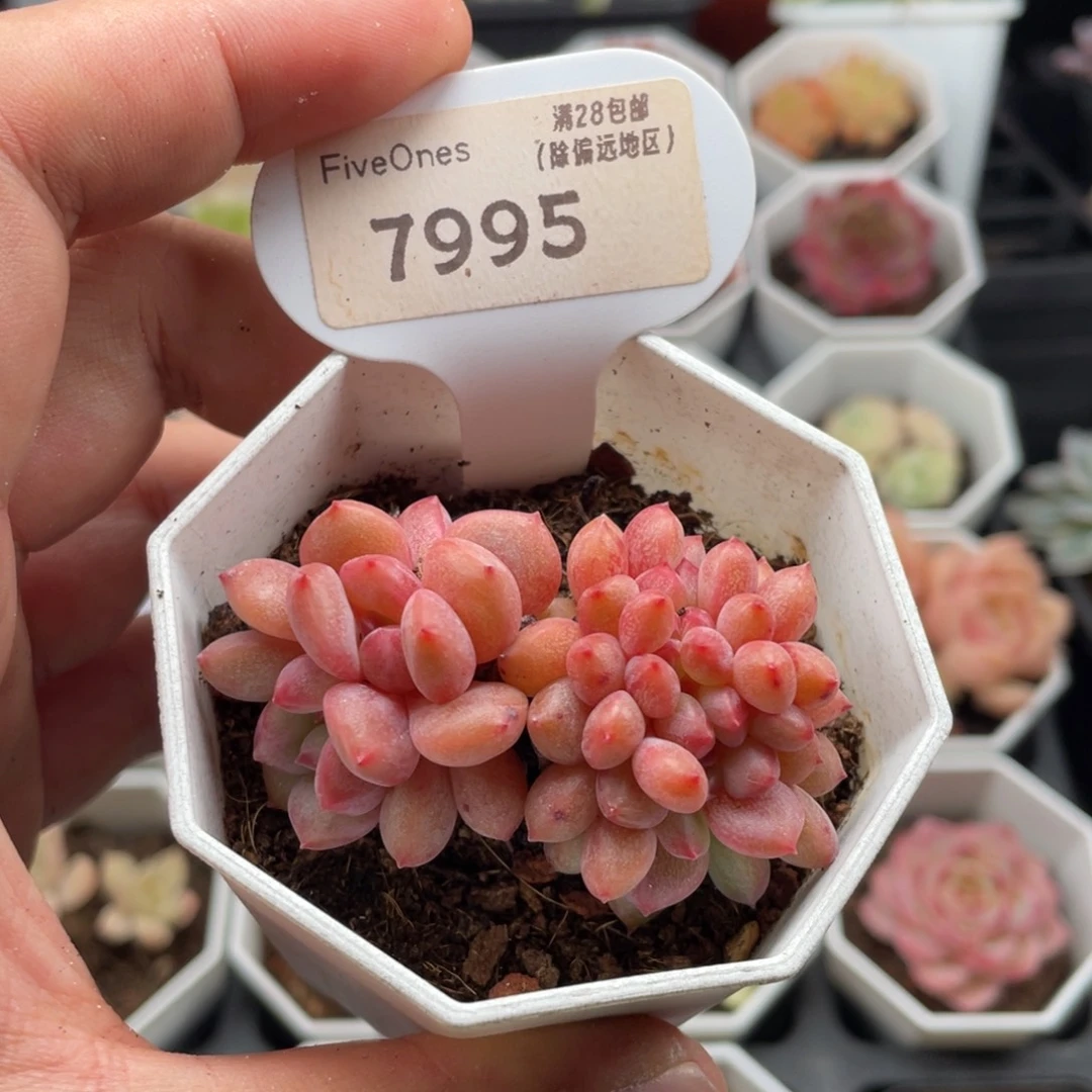 林依晨缀7995-6厘米