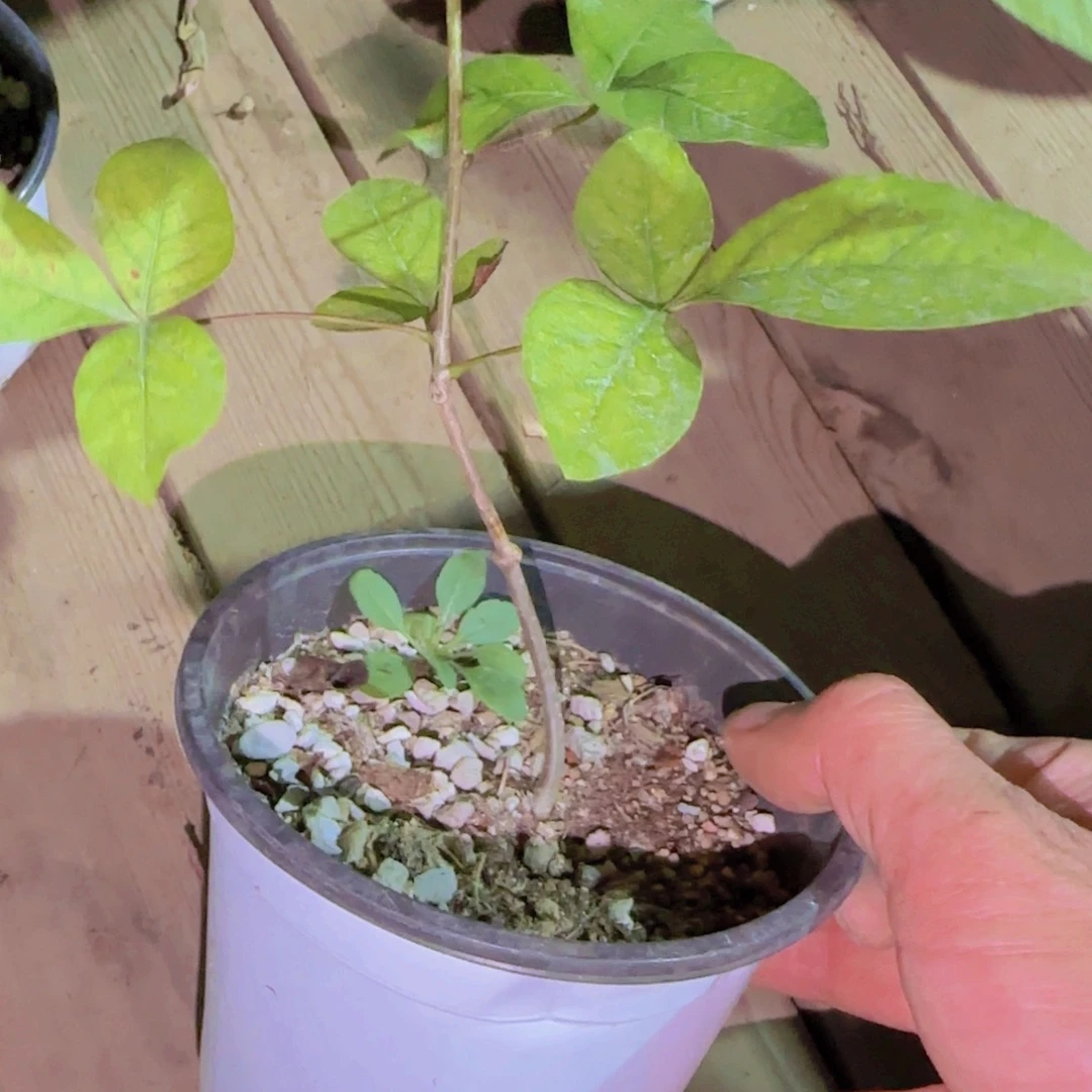 麻***瓜块根植物块根植物