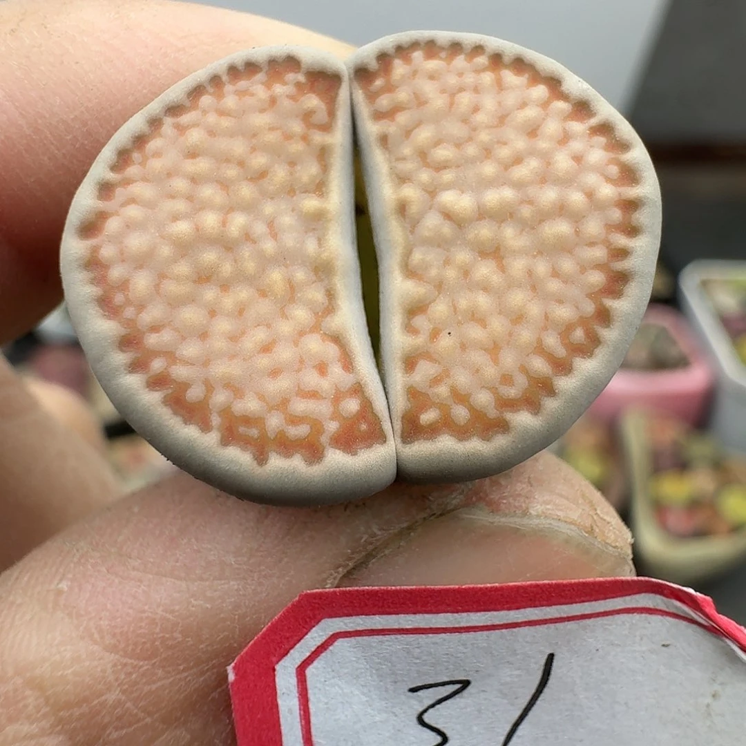 31多肉哈哈哈哈哈哈哈