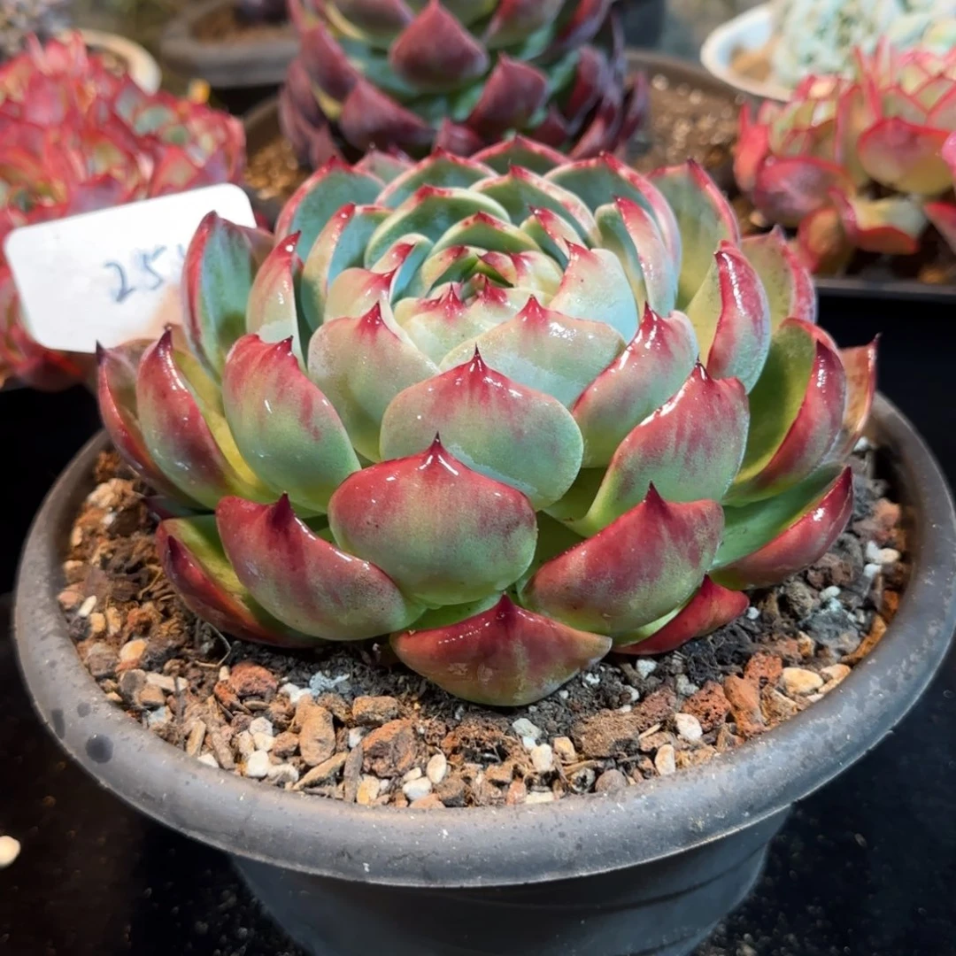 花脸拉丝惊鸿一物一拍包装收缩花旱258