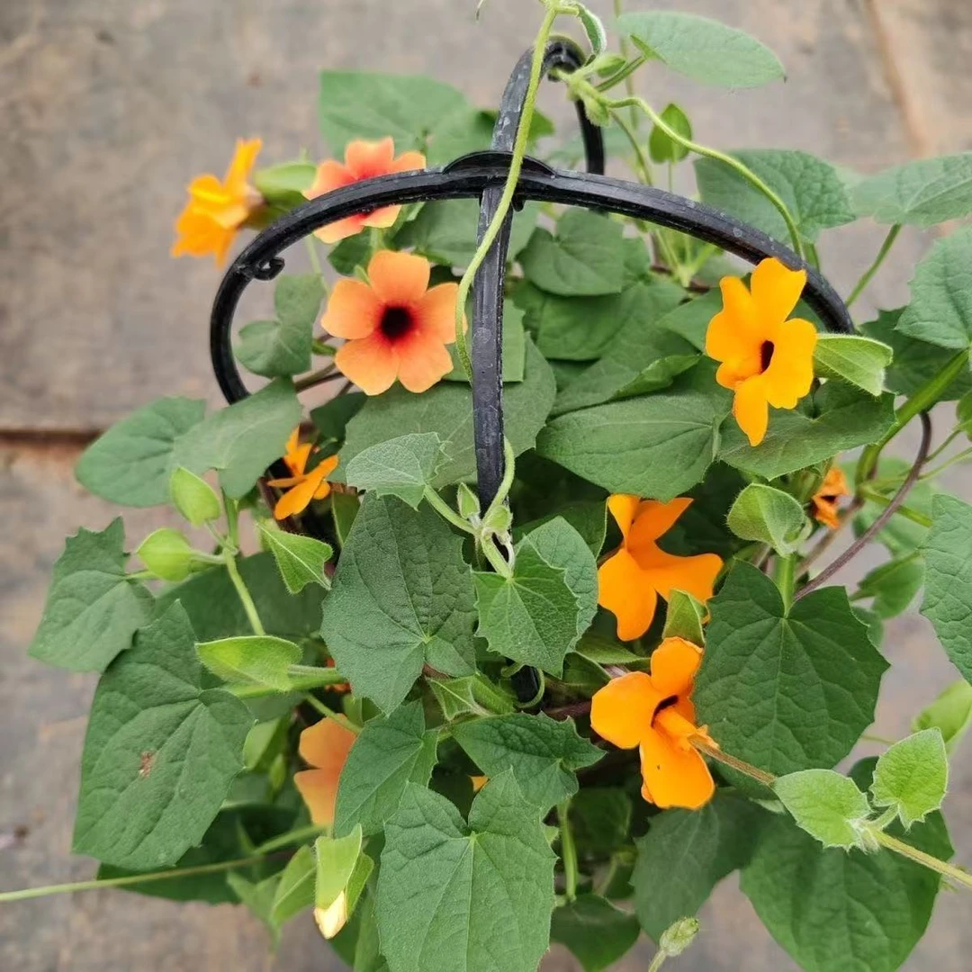 黑眼苏珊耐寒耐晒多年生爬藤植物花卉盆栽室内鲜花客厅四季开花