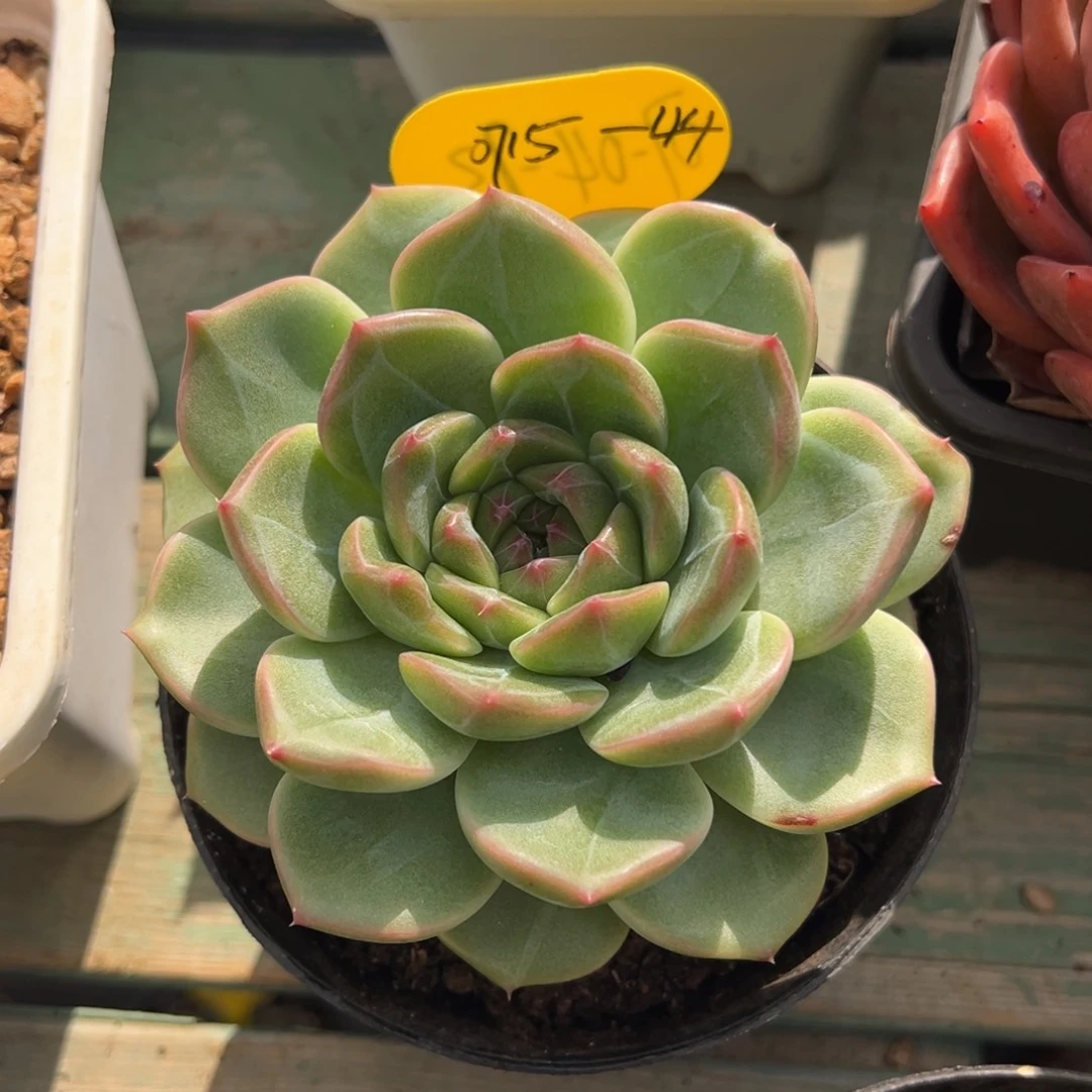 07-15-44单头新品美肉多肉植物