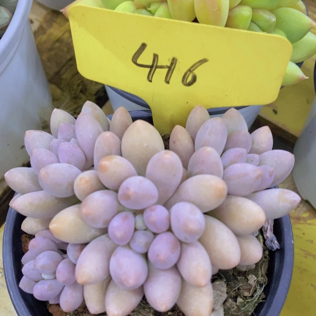 开心多肉，直播间，不对比